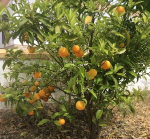 Orange tree