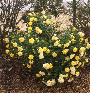 Yellow roses