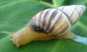 tree_snails_of_florida03